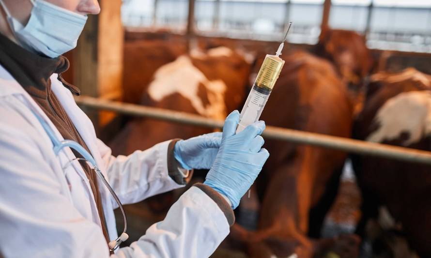 Tramitan ley que regula el uso de antibióticos en la población humana y animal