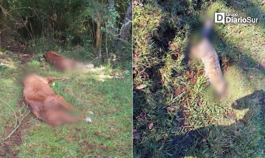 Denuncian muertes por envenenamiento de novillos, perros y zorros en Paillaco