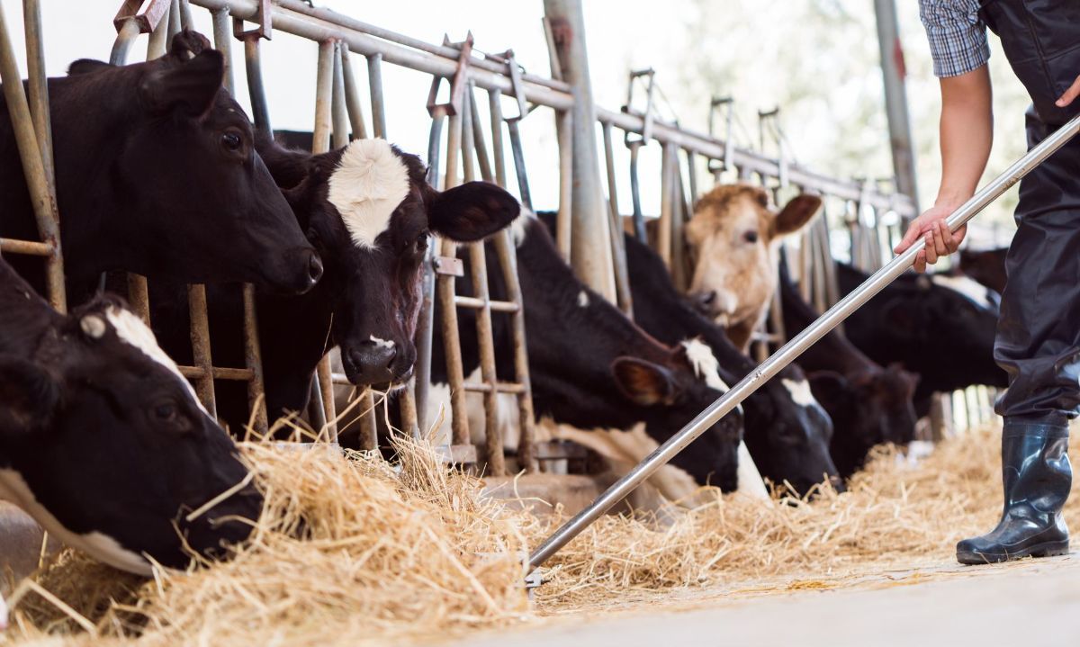 No habrá vacas flacas: La Unión entregó $100 millones a campesinos ganaderos
